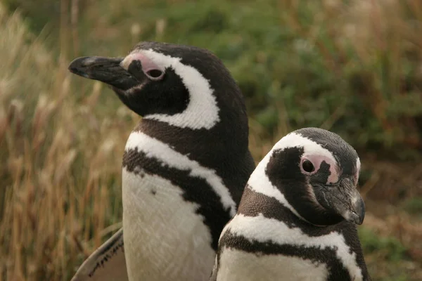 动物园里的企鹅 — 图库照片