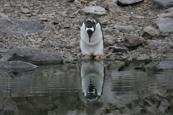 湖に白い白鳥の群れがいます — ストック写真