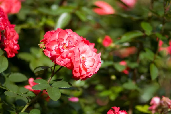 Flora Botánica Pétalos Flores Rosa —  Fotos de Stock