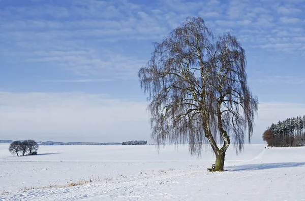 Eine Alte Birke Bayerischen Winter — Stockfoto