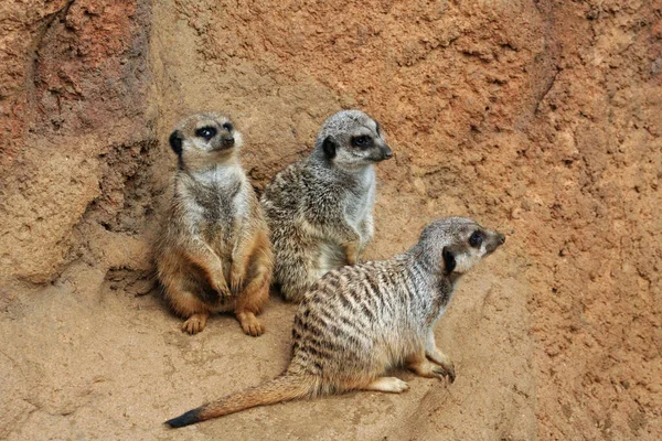ナミビア動物園のミーアキャットは — ストック写真