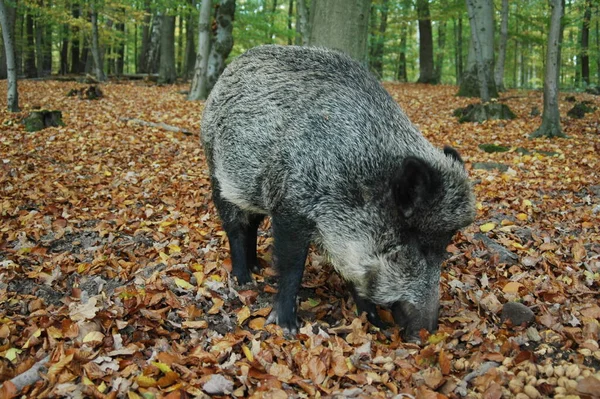 Vildsvin Födosök — Stockfoto