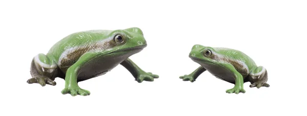 两栖动物 自然蛙 — 图库照片