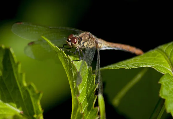 Insetto Libellula Odonata Fauna — Foto Stock