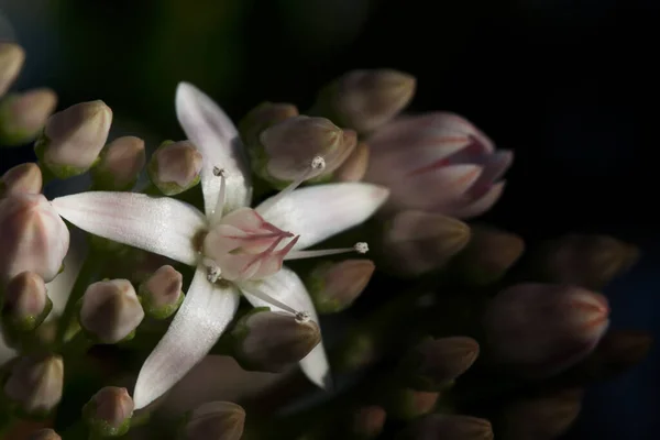 Smukke Blomster Blomster Koncept Baggrund - Stock-foto