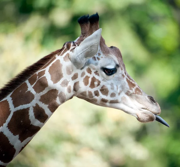 Girafa Espeta Língua Para Fora — Fotografia de Stock