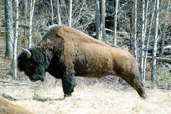 Waldbisons Hintergrund Nahaufnahme — Stockfoto