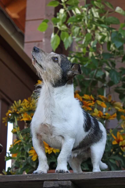 Jack Russell Terrier Hund — Stockfoto