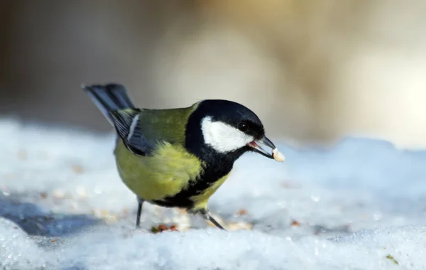 Talgoxen Snön — Stockfoto