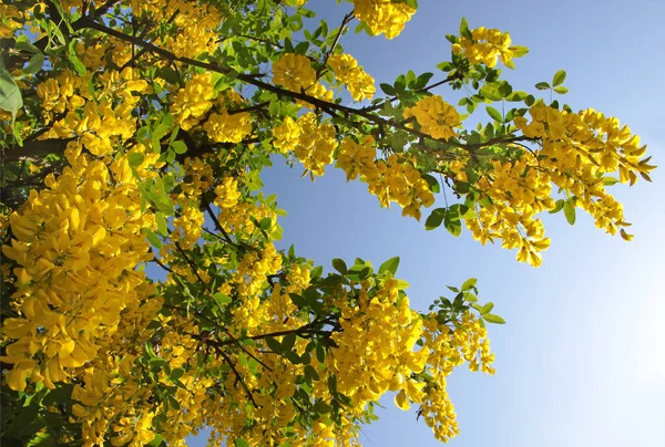 Gelbe Blätter Des Ginkgo Biloba Baumes — Stockfoto