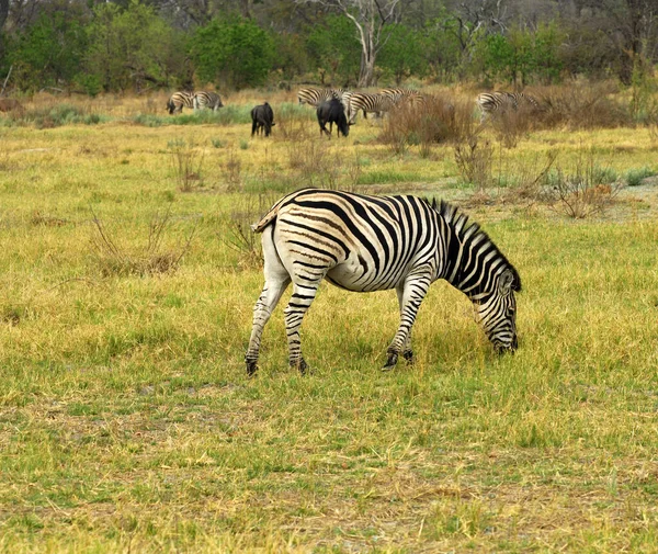 Steppe Zebra Parque Nacional Moremi Botswana —  Fotos de Stock