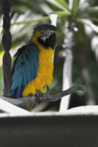 Malebný Pohled Krásného Papouška — Stock fotografie