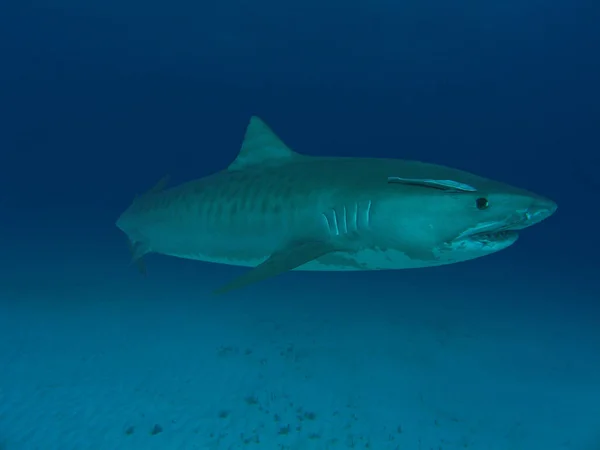 Requin Tigre Pendant École Requin 2010 Près Des Bahamas — Photo