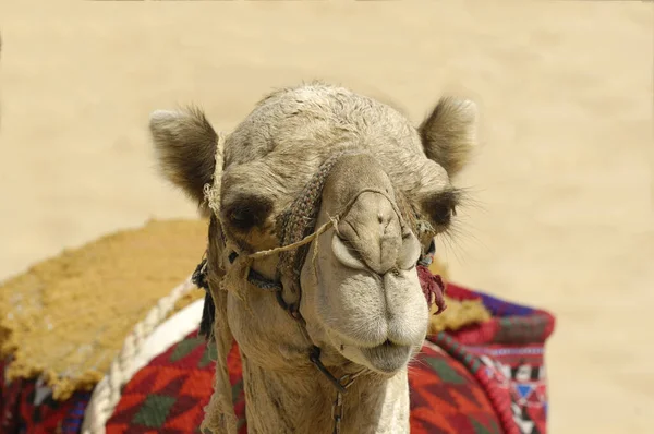 Арабська Верблюжа Тварина Ссавець — стокове фото