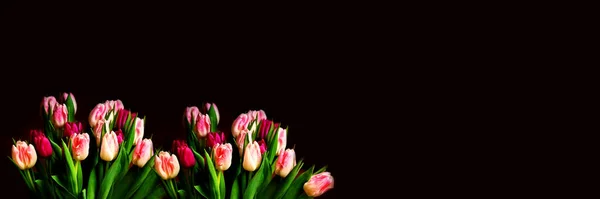 Тюльпани Безбарвною Жінкою — стокове фото