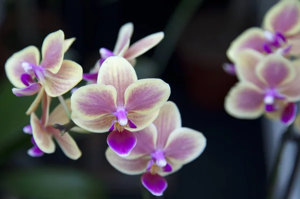 Pétalos Flores Orquídea Flora —  Fotos de Stock