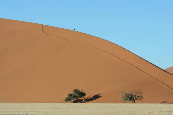 Panoramisch Uitzicht Duinen Selectieve Focus — Stockfoto