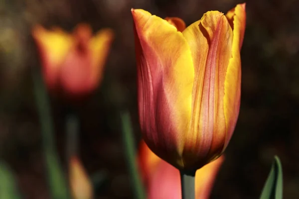 Весенние Цветы Лепестки Тюльпанов Флора — стоковое фото