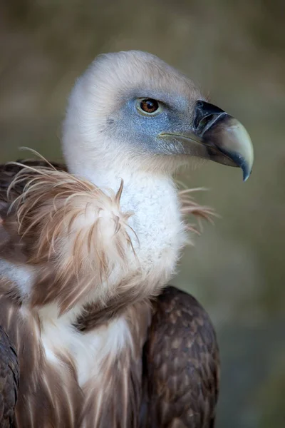 Avvoltoio Grifone Ancora Giovane — Foto Stock