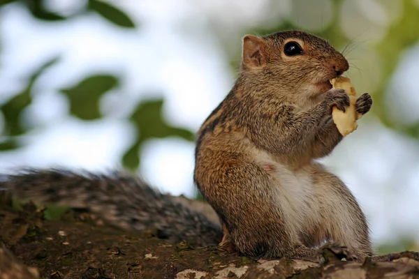 Squirrel Animal Funny Rodent — Stock Photo, Image