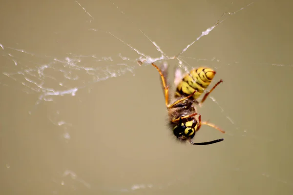 Kuollut Ampiainen Hämähäkinverkossa — kuvapankkivalokuva