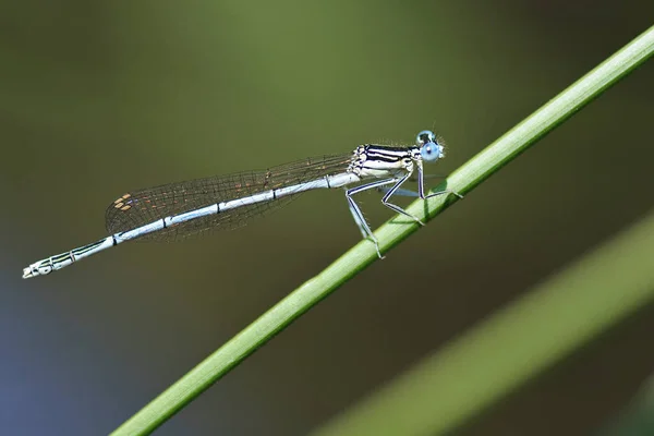 Inseto Odonata Fauna Libélula — Fotografia de Stock