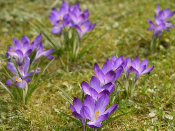 Krokus Krokusblüten Blütenblätter Der Frühlingsflora — Stockfoto