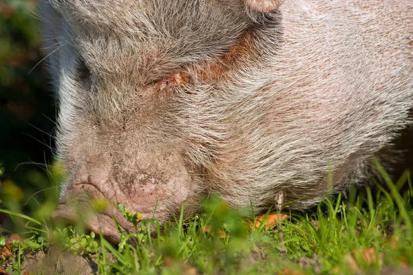 Pig Grass — Stock Photo, Image