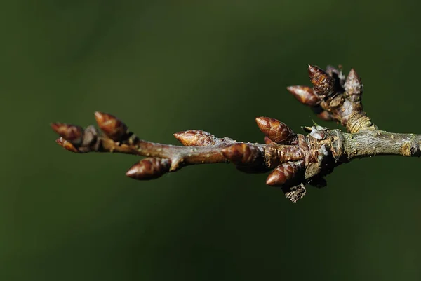 Botões Secos Árvore — Fotografia de Stock