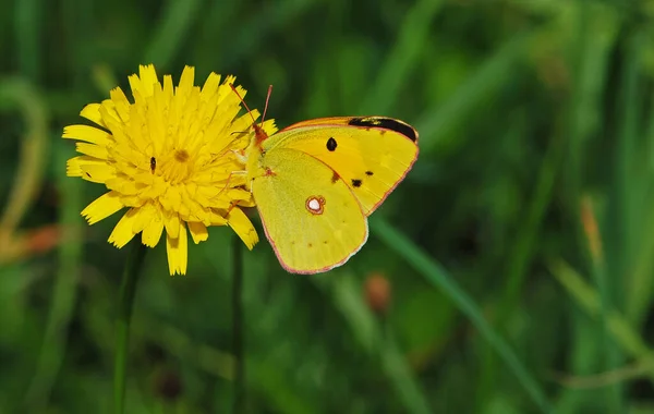 Nahaufnahme Von Wanzen Der Wilden Natur — Stockfoto