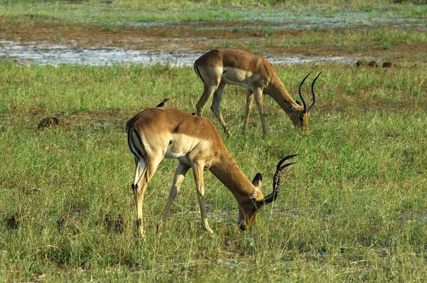 Antilope Animal Sauvage Faune — Photo