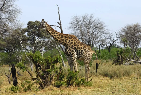 Жираф Giraffa Camelopardalis Национальный Парк Мореми Ботсвана — стоковое фото
