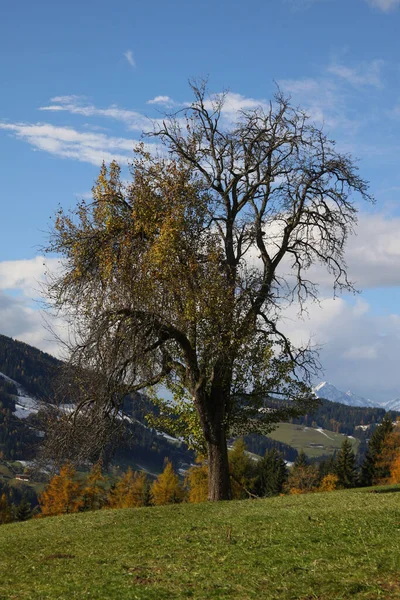 Arbre Résistant Aux Intempéries Dans Vallée Alpbach Tyrol — Photo