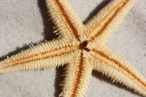 Marine Starfish Aquatic Creature — Stock Photo, Image