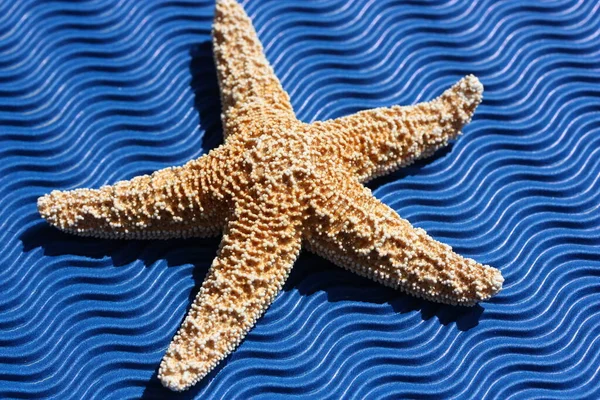 Rozgwiazdy Morskie Stworzenie Wodne — Zdjęcie stockowe