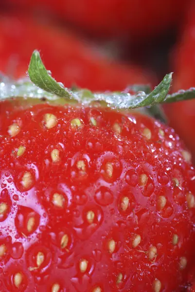 Fraises Fraîches Sur Fond Rouge — Photo