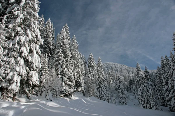 Winter Landscape Trees Snow Stock Photo