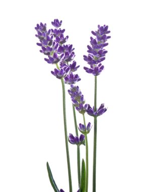 Lavender flowers exposed to white clipart