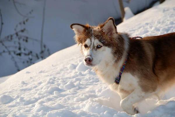 Karda Husky — Stok fotoğraf