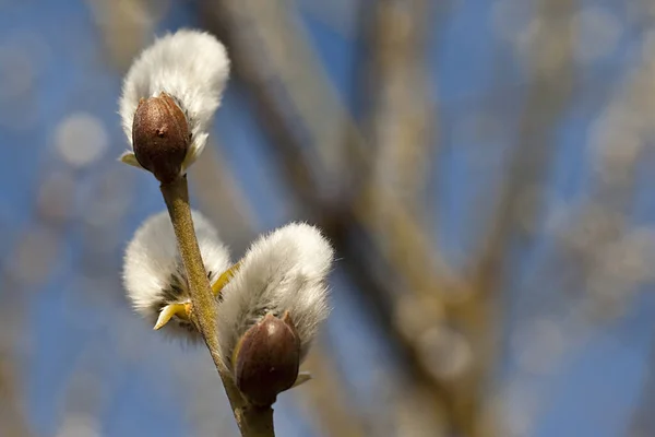 Pussy Willow Spring — Stockfoto