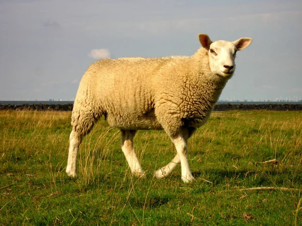 Schapen Het Veld — Stockfoto