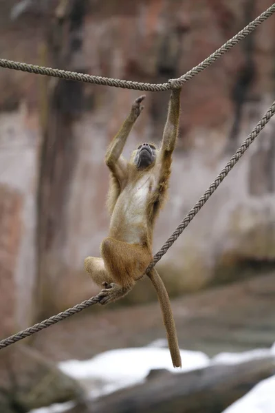 Singe Est Nom Commun Qui Peut Référer Des Groupes Des — Photo