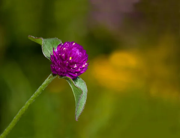 Blüte Vor Farbnebel — Stockfoto