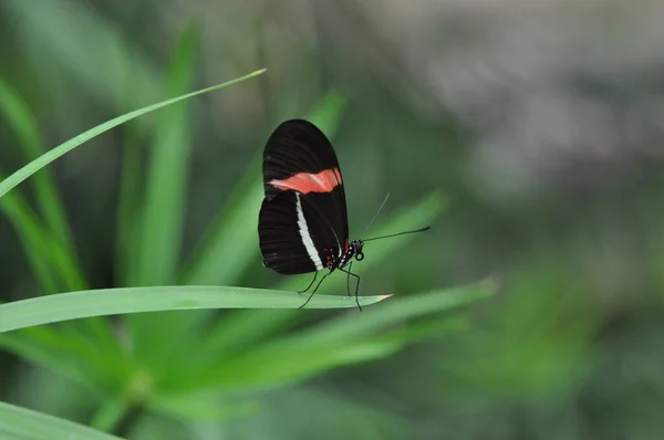 Маленький Метелик Квітці Концепція Дикої Природи — стокове фото