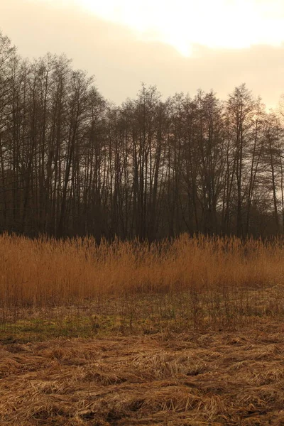 Arbres Hiver Près Château Seehof — Photo