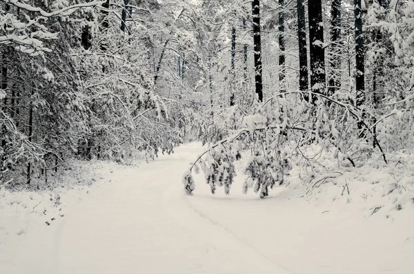 Zima Lese — Stock fotografie