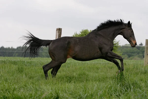 現場にいる馬は — ストック写真