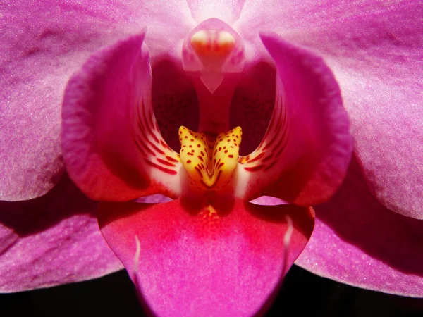 Pétalas Flor Orquídea Flora — Fotografia de Stock