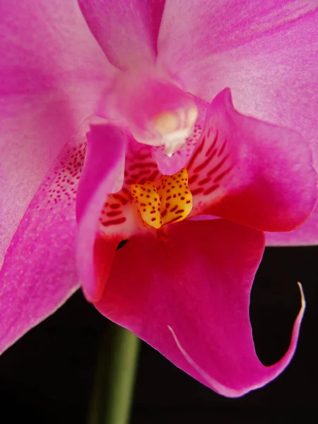 Pétalas Flor Orquídea Flora — Fotografia de Stock