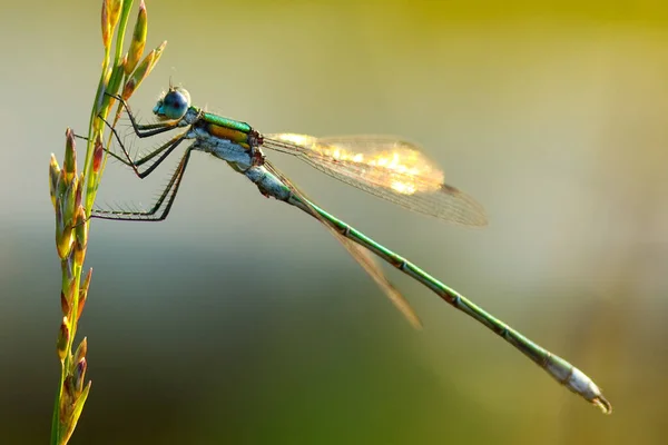 Libellula Ramo — Foto Stock